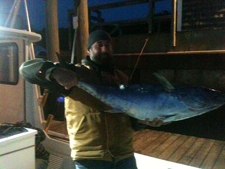 bluefin1