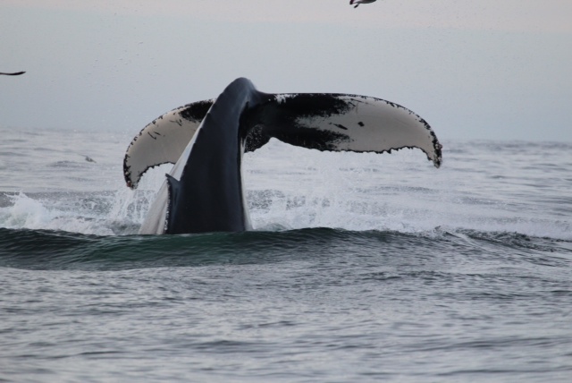whaletaills